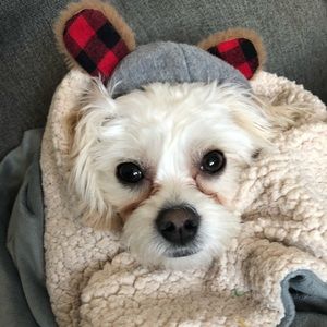 Meet your Posher, Abigail